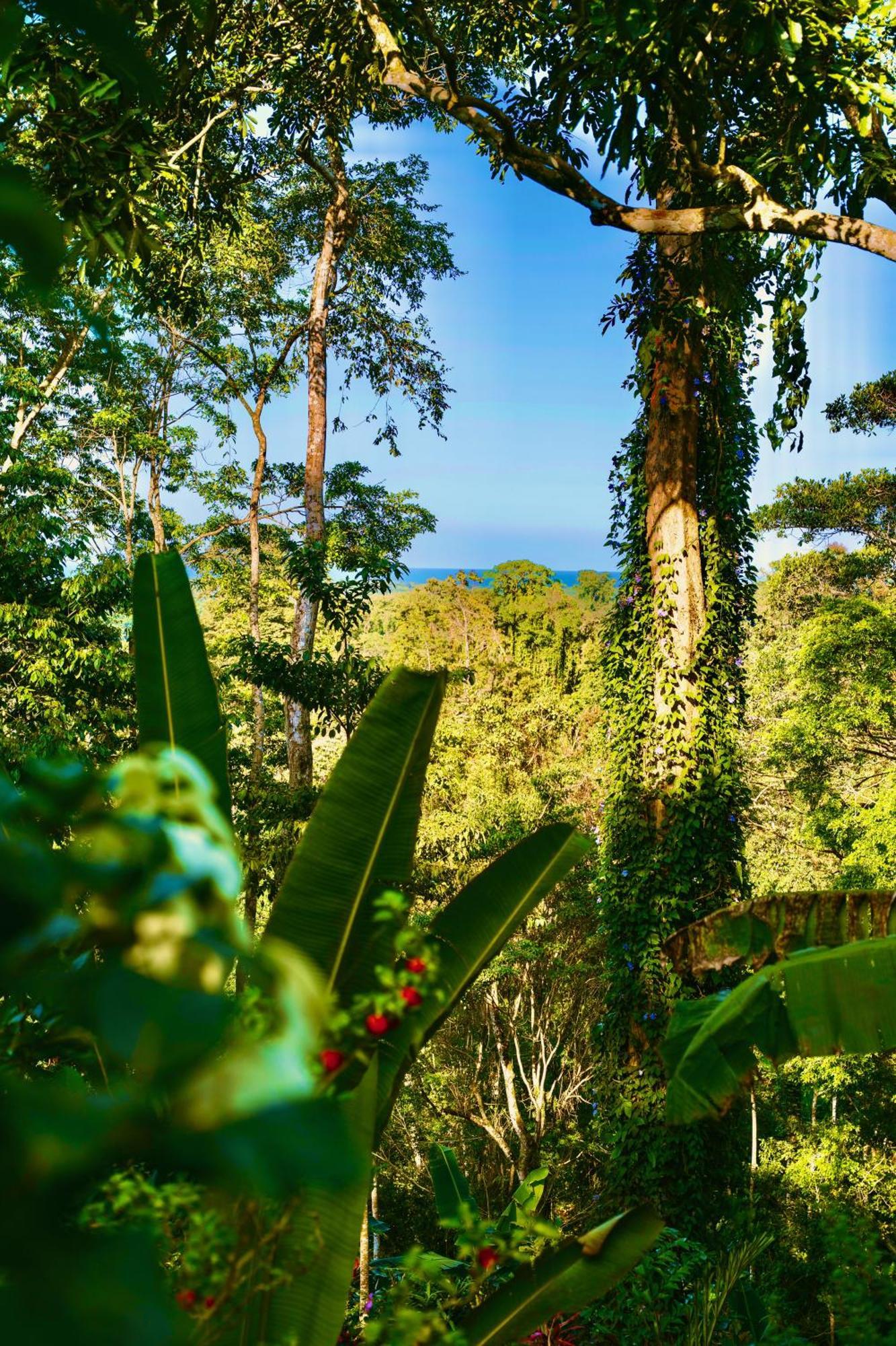 Jungle Spirit Treehouse Cahuita Exterior foto