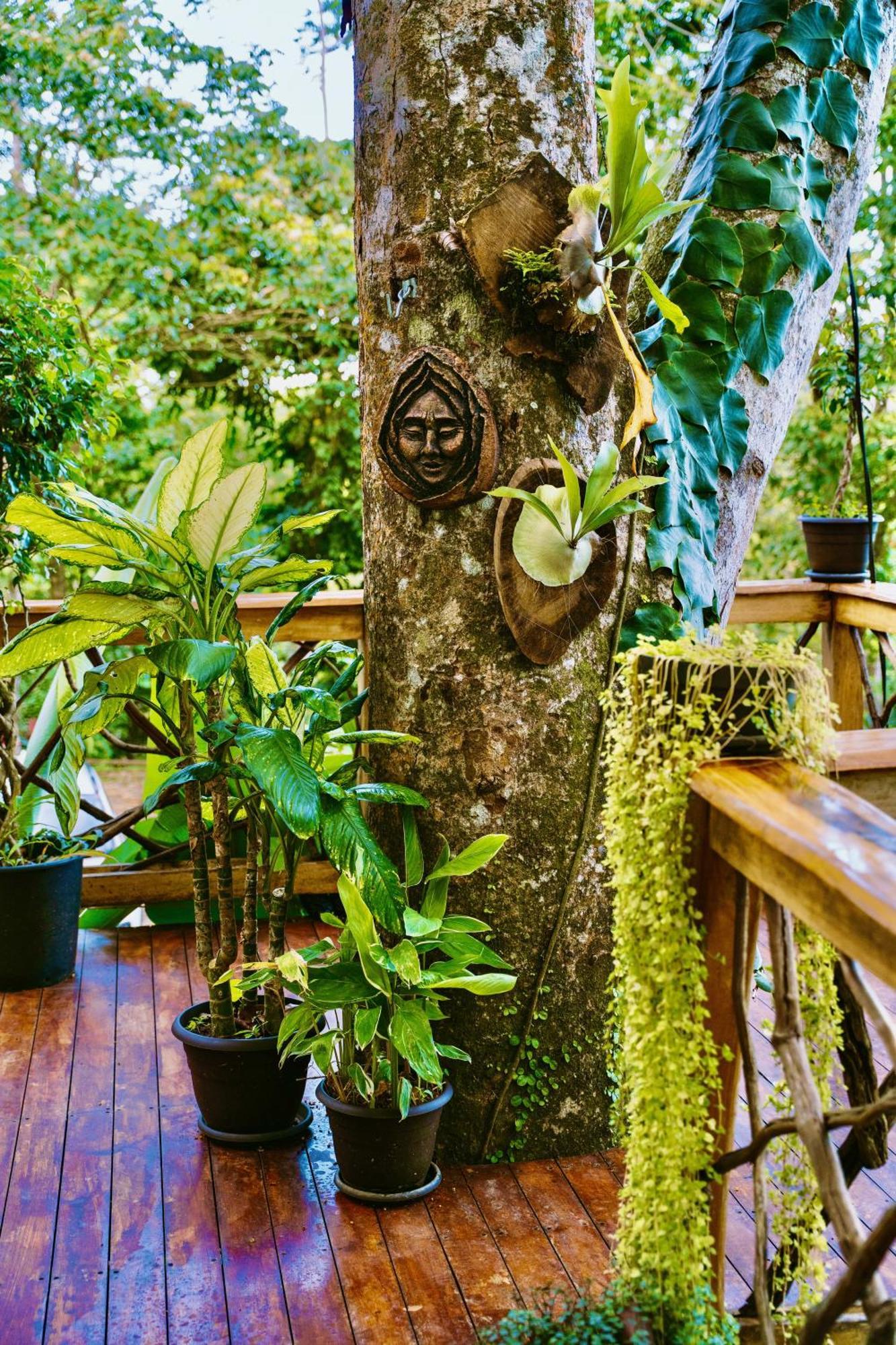 Jungle Spirit Treehouse Cahuita Exterior foto