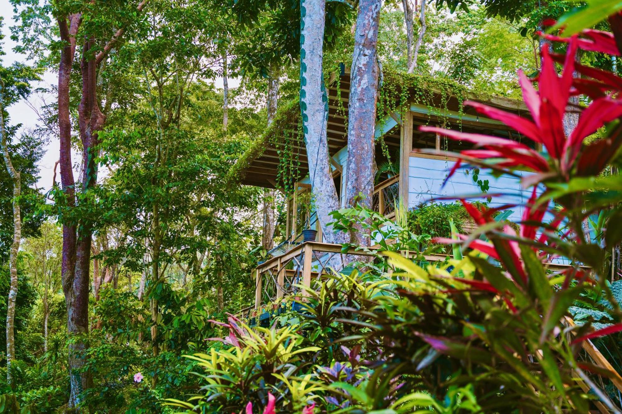 Jungle Spirit Treehouse Cahuita Exterior foto